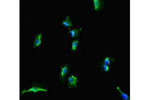 Immunofluorescent analysis of U251 cells using ABIN7169972 at dilution of 1:100 and Alexa Fluor 488-congugated AffiniPure Goat Anti-Rabbit IgG(H+L) (SLC38A9 Antikörper  (AA 1-119))