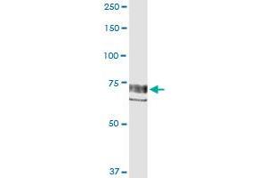 Immunoprecipitation (IP) image for anti-PTK2 Protein tyrosine Kinase 2 (PTK2) (AA 1-680) antibody (ABIN948351)