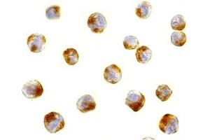 Immunohistochemistry (IHC) image for anti-Activating Transcription Factor 6 (ATF6) (C-Term) antibody (ABIN1030261) (ATF6 Antikörper  (C-Term))