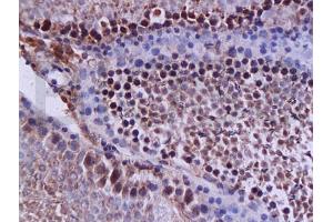 Formalin-fixed and paraffin embedded rat testis tissue (high fat) labeled with Anti-NPY/Neuropeptide Y Polyclonal Antibody, Unconjugated (ABIN737736) at 1:200 followed by conjugation to the secondary antibody and DAB staining (Caspase 12 Antikörper  (AA 201-300))