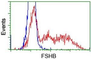 HEK293T cells transfected with either RC214616 overexpress plasmid (Red) or empty vector control plasmid (Blue) were immunostained by anti-FSHB antibody (ABIN2453051), and then analyzed by flow cytometry. (FSHB Antikörper)