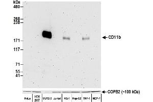 Western Blotting (WB) image for anti-Integrin alpha M (ITGAM) (AA 17-334) antibody (ABIN7453958)