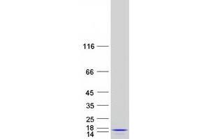 Validation with Western Blot (MRPL53 Protein (Myc-DYKDDDDK Tag))