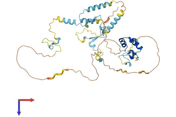 Dematin Protein (AA 1-405) (His tag)