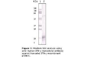 Image no. 1 for anti-Interferon gamma (IFNG) antibody (ABIN207597) (Interferon gamma Antikörper)