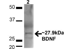 Western blot analysis of Mouse Brain showing detection of ~27. (BDNF Antikörper  (N-Term) (Atto 594))
