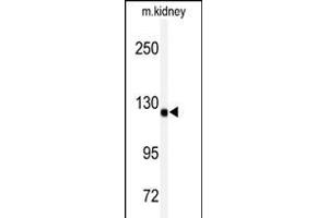 Western blot analysis of anti-ADTS19 Antibody (Center) (ABIN391653 and ABIN2841562) in mouse kidney tissue lysates (35 μg/lane). (ADAMTS19 Antikörper  (AA 298-328))