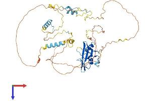SHB Protein (AA 1-503) (His tag)