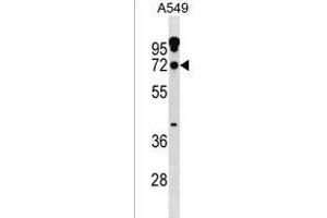 ZN Antibody (N-term) (ABIN1539012 and ABIN2838303) western blot analysis in A549 cell line lysates (35 μg/lane). (ZNF805 Antikörper  (N-Term))