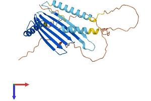 MLF1 Protein (AA 1-267) (His tag)