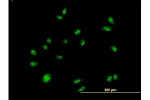 Immunofluorescence of purified MaxPab antibody to CEBPZ on HeLa cell. (CEBPZ Antikörper  (AA 1-1054))
