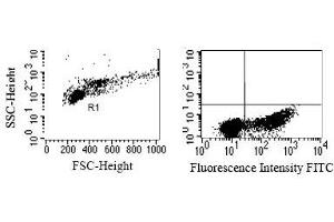 Intracellular detection of granzyme K in humanPBMC. (GZMK Antikörper)