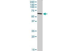 CORO2B MaxPab polyclonal antibody. (CORO2B Antikörper  (AA 1-475))