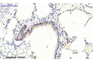 Immunohistochemical analysis of paraffin-embedded rat lung tissue. (ERK1/2 Antikörper  (pThr202))