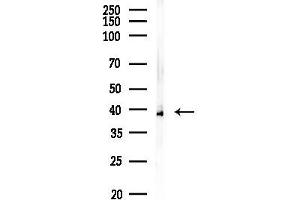 anti-N(alpha)-Acetyltransferase 30, NatC Catalytic Subunit (NAA30) antibody
