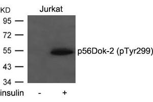 Western blot analysis of extracts from Jurkat cells untreated or treated with insulin using p56Dok-2(Phospho-Tyr299) Antibody. (DOK2 Antikörper  (pTyr299))