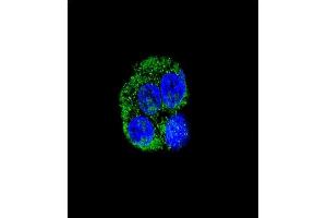 Confocal immunofluorescent analysis of CD36 Antibody (Center) (ABIN389411 and ABIN2839498) with HepG2 cell followed by Alexa Fluor® 488-conjugated goat anti-rabbit lgG (green). (CD36 Antikörper  (AA 213-242))