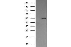 Image no. 10 for anti-Protein Disulfide Isomerase Family A, Member 3 (PDIA3) antibody (ABIN1498107) (PDIA3 Antikörper)