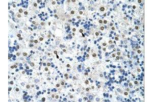 Image no. 3 for anti-Heterogeneous Nuclear Ribonucleoprotein A0 (HNRNPA0) (AA 154-203) antibody (ABIN202208)