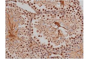 ABIN6267333 at 1/200 staining Mouse testis tissue sections by IHC-P. (SP1 Antikörper  (pThr453))