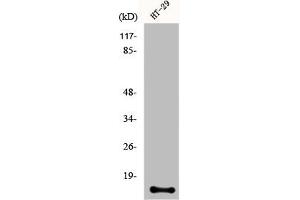 Western Blot analysis of HT29 cells using CRABP-II Polyclonal Antibody (CRABP2 Antikörper  (Internal Region))