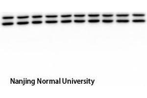 Western Blot (WB) analysis: Please contact us for more details. (ERK1/2 Antikörper  (pTyr204))