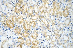 Immunohistochemistry was performed on paraffin-embedded mouse kidney using prolyl 4-hydroxylase subunit beta antibody (ABIN7799920), 1:200).