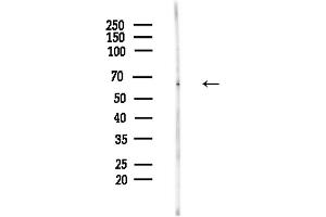anti-Protein-tyrosine Phosphatase 1C (PTPN6) (pTyr564) antibody