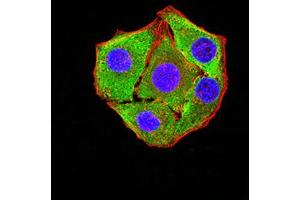Immunofluorescence (IF) image for anti-Purinergic Receptor P2Y, G-Protein Coupled, 8 (P2RY8) antibody (ABIN5611348)