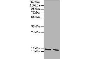 Western blot All lanes: Hba antibody at 2 μg/mL Lane 1: HepG2 whole cell lysate Lane 2: Hela whole cell lysate Secondary Goat polyclonal to rabbit IgG at 1/10000 dilution Predicted band size: 16 kDa Observed band size: 16 kDa (HBA1 Antikörper  (AA 2-142))