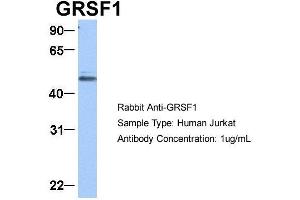 Western Blotting (WB) image for anti-G-Rich RNA Sequence Binding Factor 1 (GRSF1) (Middle Region) antibody (ABIN2778788)