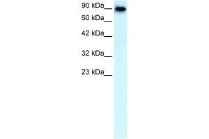 WB Suggested Anti-SLC4A1 Antibody Titration:  0. (Band 3/AE1 Antikörper  (N-Term))