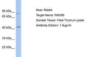 Host: Rabbit Target Name: RAD9B Sample Type: Fetal Thymus lysates Antibody Dilution: 1. (RAD9B Antikörper  (C-Term))