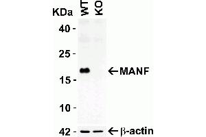 KO Validation in HEK293T Cells: Loading: 10 ug of HEK293T WT cell lysates or MANF KO cell lysates. (MANF Antikörper  (C-Term))