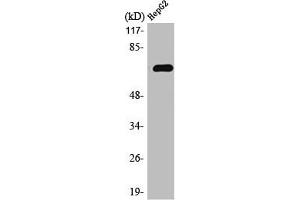 Western Blot analysis of HepG2 cells using MEK Kinase-3 Polyclonal Antibody (MAP3K3 Antikörper  (Internal Region))