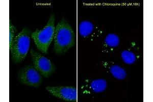 Immunofluorescence (IF) image for anti-ATG5 Autophagy Related 5 (ATG5) (AA 209-238) antibody (ABIN3030035)