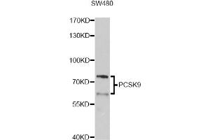 Western blot analysis of extracts of SW480 cells, using PCSK9 Antibody. (PCSK9 Antikörper)