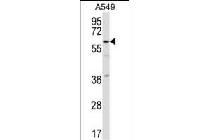 TFCP2L1 Antibody (C-term) (ABIN657361 and ABIN2846411) western blot analysis in A549 cell line lysates (35 μg/lane).