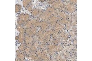 Immunohistochemical staining of human stomach with C9orf46 polyclonal antibody  shows moderate cytoplasmic positivity in glandular cells. (PLGRKT Antikörper)