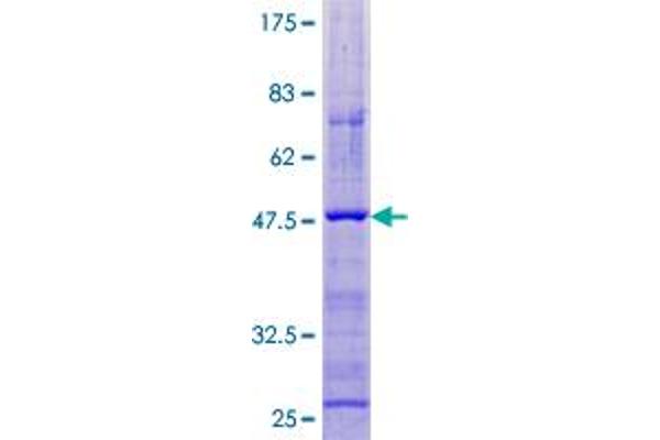 CORT Protein (AA 1-155) (GST tag)