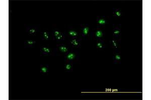 Immunofluorescence of purified MaxPab antibody to PWP2H on HeLa cell. (PWP2 Antikörper  (AA 1-919))