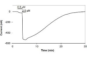Time course of TRPV1 currents, reversibly activated in a concentration dependent manner by 0. (Capsaicin)