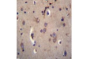 Formalin fixed and paraffin embedded human brain tissue stained with DTNA / DRP3 Antibody (C-term) followed by peroxidase conjugation of the secondary antibody and DAB staining. (DTNA Antikörper  (C-Term))