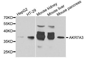 Western blot analysis of extract of various cells, using AKR7A3 antibody. (AKR7A3 Antikörper)