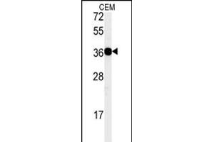 Western blot analysis of CD300LB Antibody (N-term) (ABIN651396 and ABIN2840215) in CEM cell line lysates (35 μg/lane). (CD300LB Antikörper  (N-Term))