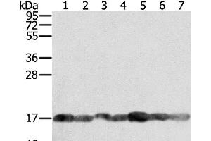 Western Blot analysis of PC3, Raji, NIH/3T3, K562, hela, hepg2 and Jurkat cell using PPIA Polyclonal Antibody at dilution of 1:400 (PPIA Antikörper)