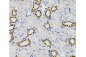 Immunohistochemistry of paraffin-embedded Mouse kidney using SIGMAR1 Polyclonal Antibody (SIGMAR1 Antikörper)