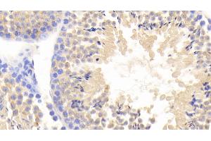 Detection of FBLN1 in Mouse Testis Tissue using Polyclonal Antibody to Fibulin 1 (FBLN1) (Fibulin 1 Antikörper  (AA 399-578))