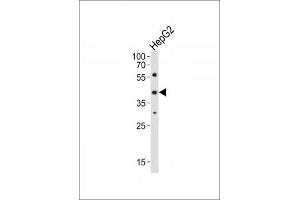 Western blot analysis of lysate from HepG2 cell line using Lhx1 antibody diluted at 1:1000. (LHX1 Antikörper  (C-Term))