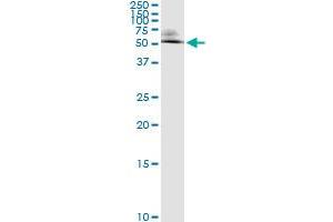 Immunoprecipitation of ODC1 transfected lysate using anti-ODC1 monoclonal antibody and Protein A Magnetic Bead , and immunoblotted with ODC1 MaxPab rabbit polyclonal antibody. (ODC1 Antikörper  (AA 1-461))